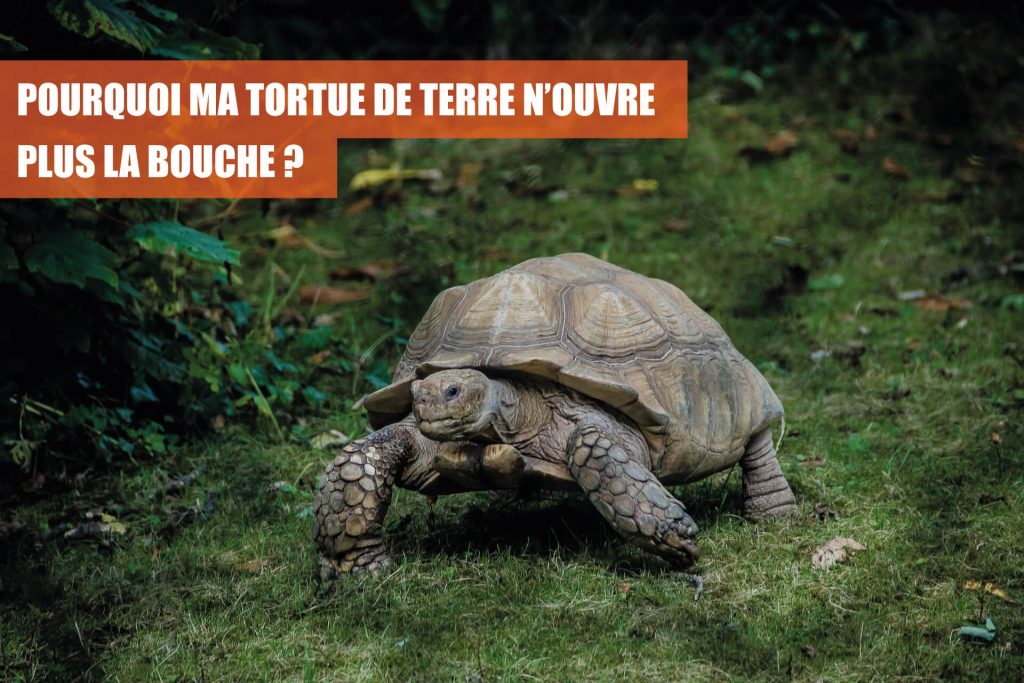 Comment bien nourrir une tortue terrestre ? - Le blog de La Ferme